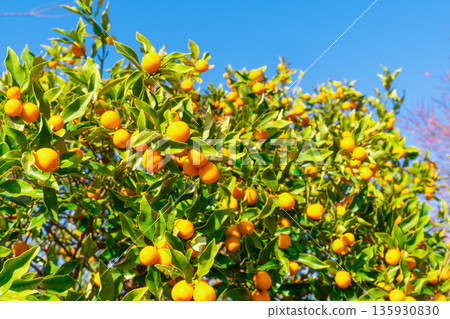 無農藥金橘 135930830