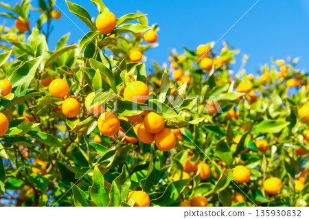 Pesticide-free kumquats Pesticide-free kumquats 135930832