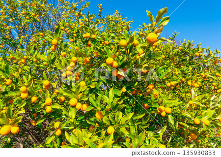 Pesticide-free kumquats Pesticide-free kumquats 135930833