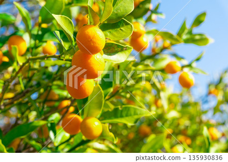 Pesticide-free kumquats 135930836