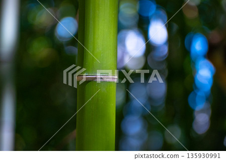 Young bamboo 135930991
