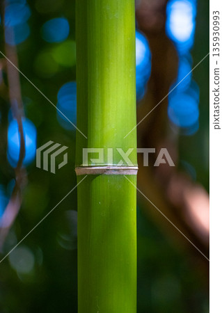 Young bamboo 135930993