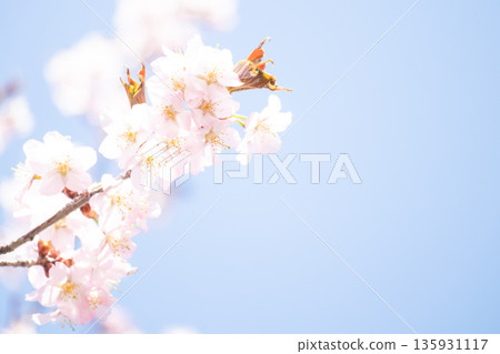 柔和的櫻花背景 135931117