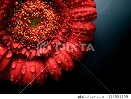 特寫鏡頭下的紅色非洲菊花瓣上掛著水珠 135931809