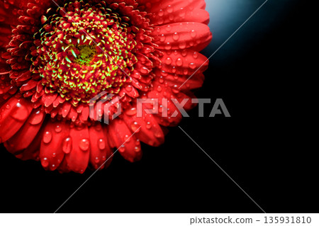 特寫鏡頭下的紅色非洲菊花瓣上掛著水珠 135931810