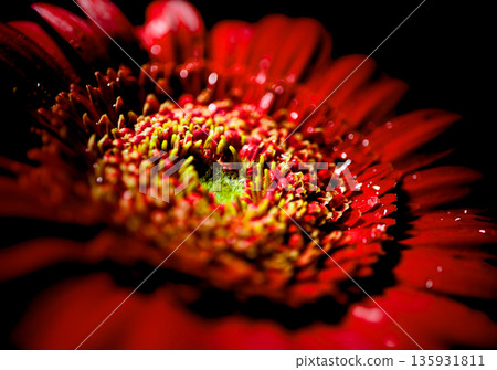 光線下的紅色非洲菊花瓣特寫 光線下的紅色非洲菊花瓣特寫 135931811