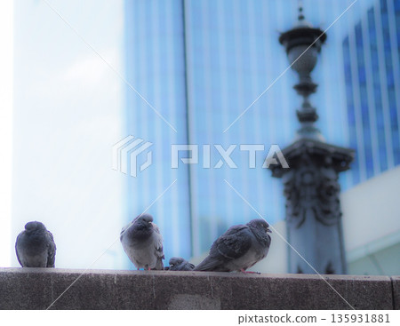 Pigeons in Nihonbashi 135931881