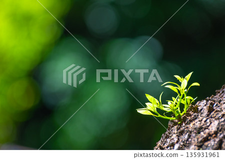 樟樹根部生長的嫩芽 135931961