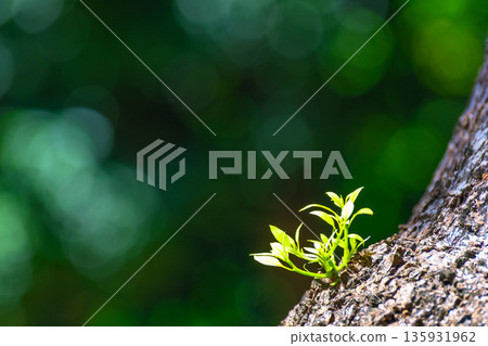 樟樹根部生長的嫩芽 135931962