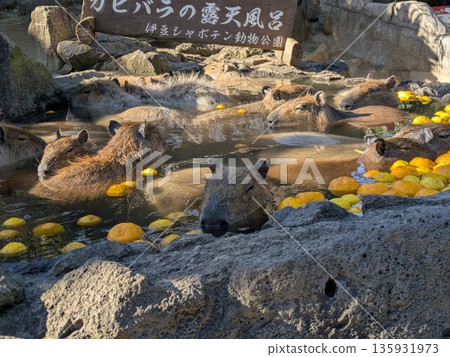 伊豆仙人掌公園的水豚露天浴池 135931973