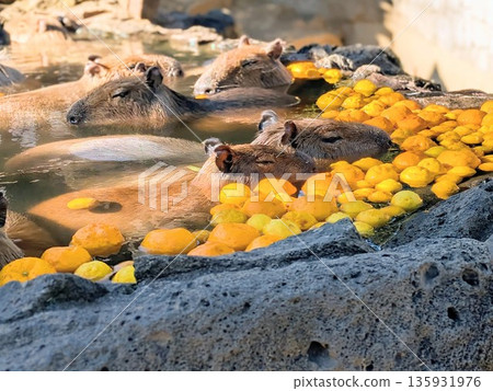 伊豆仙人掌公園的水豚露天浴池 135931976