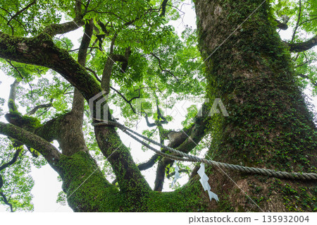 Summer World Heritage Site: Kumano Sanzan, Kumano Nachi Taisha Shrine, Sacred Tree Summer World Heritage Site: Kumano Sanzan, Kumano Nachi Taisha Shrine, Sacred Tree 135932004