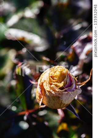 A rose that has finished flowering, before being cut back. 135932048