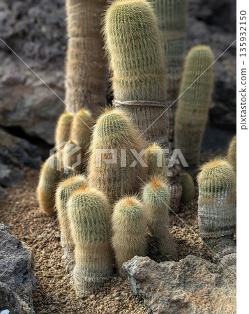 Various types of cacti at Izu Cactus Park 135932150