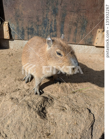 The popular capybara 135932267