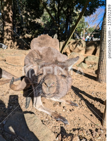 Sleepy Kangaroo 135932269