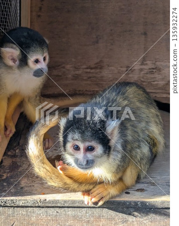 體型小巧、行動敏捷的松鼠猴 135932274