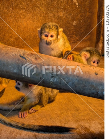 Small and agile squirrel monkeys Small and agile squirrel monkeys 135932276