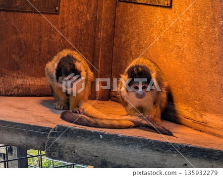 體型小巧、行動敏捷的松鼠猴 體型小巧、行動敏捷的松鼠猴 135932279