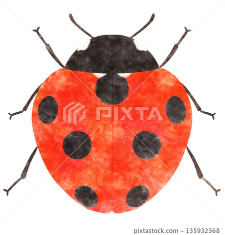 可愛的瓢蟲（七星瓢蟲）水彩插圖 135932368