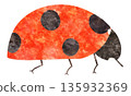 可愛的瓢蟲(七星瓢蟲)水彩插圖 可愛的瓢蟲(七星瓢蟲)水彩插圖 135932369