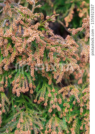 Hay fever image: Cedar pollen just before it is released into the air Hay fever image: Cedar pollen just before it is released into the air 135932387