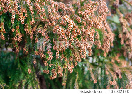 花粉熱圖片:雪松花粉即將釋放到空氣中的瞬間 花粉熱圖片:雪松花粉即將釋放到空氣中的瞬間 135932388