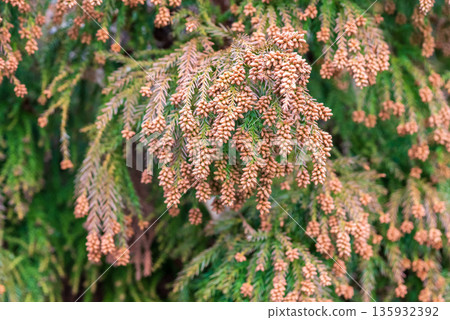 Hay fever image: Cedar pollen just before it is released into the air 135932392