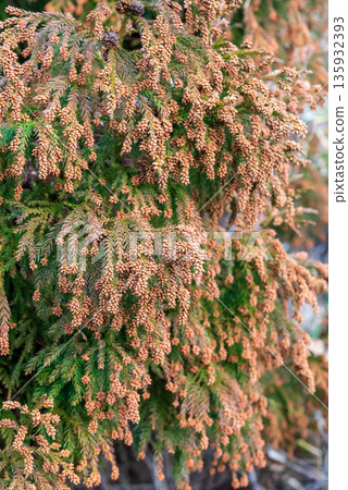 Hay fever image: Cedar pollen just before it is released into the air 135932393