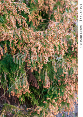 Hay fever image: Cedar pollen just before it is released into the air Hay fever image: Cedar pollen just before it is released into the air 135932394