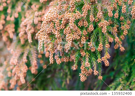 花粉熱圖片：雪松花粉即將釋放到空氣中的瞬間 135932400