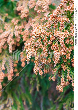 花粉熱圖片:雪松花粉即將釋放到空氣中的瞬間 花粉熱圖片:雪松花粉即將釋放到空氣中的瞬間 135932402