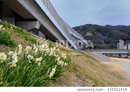 河岸邊的水仙花 河岸邊的水仙花 135932416