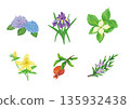 Set of familiar summer flowers and plants, hand-drawn illustrations 135932438