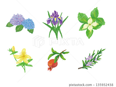 Set of familiar summer flowers and plants, hand-drawn illustrations Set of familiar summer flowers and plants, hand-drawn illustrations 135932438