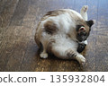 Sakuraneko grooming herself 135932804