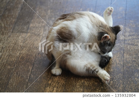 Sakuraneko 打扮自己 135932804