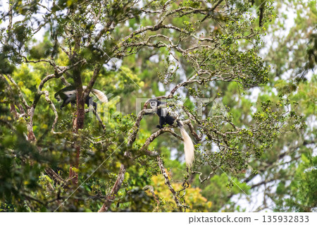 Colobus Monkey in a tree 135932833