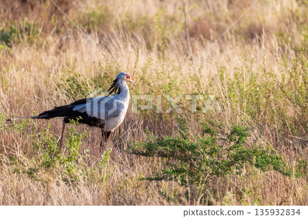 Secretary Bird in Samburu National Reserve Secretary Bird in Samburu National Reserve 135932834