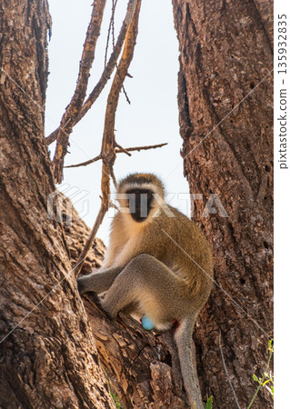 Vervet Monkey Hiding in a tree Vervet Monkey Hiding in a tree 135932835