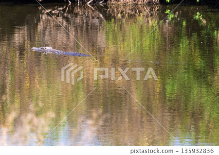 Crocodile in the Serengeti 135932836