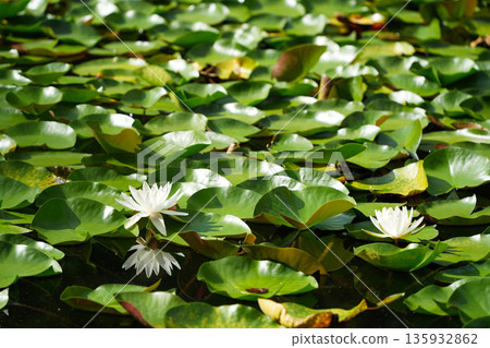 White water lilies decorating the waterside 135932862