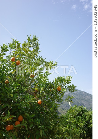 Blue sky, orange trees Blue sky, orange trees 135932949