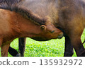 Baby pony drinking milk 135932972