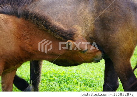 Baby pony drinking milk 135932972
