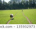 Sheep grazing peacefully 135932973