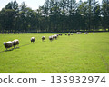 Sheep's March 135932974