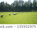 Sheep's March 135932975