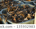 Freshly picked oysters 135932983