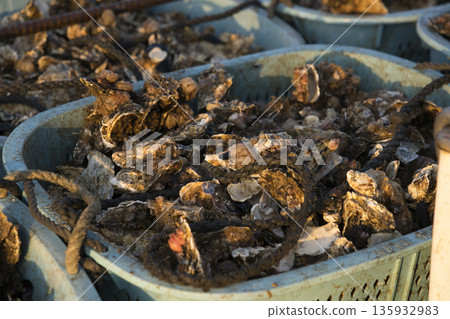 Freshly picked oysters 135932983